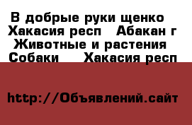 В добрые руки щенко - Хакасия респ., Абакан г. Животные и растения » Собаки   . Хакасия респ.